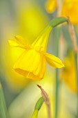 DAVID CARVER, BUCKLAND COTTAGE GARDENS: YELLOW FLOWERS, BLOOMS OF DAFFODILS, NOT YET NAMED NARCISSUS, BULBS, FEBRUARY