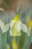 DAVID CARVER, BUCKLAND COTTAGE GARDENS: PALE YELLOW FLOWERS, BLOOMS OF DAFFODILS, NARCISSUS ALPESTRIS X ? NADDER MOON, BULBS, FEBRUARY