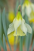 DAVID CARVER, BUCKLAND COTTAGE GARDENS: PALE YELLOW FLOWERS, BLOOMS OF DAFFODILS, NARCISSUS ALPESTRIS X ? NADDER MOON, BULBS, FEBRUARY