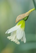 DAVID CARVER, BUCKLAND COTTAGE GARDENS: PALE YELLOW FLOWERS, BLOOMS OF DAFFODILS, NARCISSUS PET LAMB, BULBS, FEBRUARY
