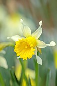 DAVID CARVER, BUCKLAND COTTAGE GARDENS: YELLOW, PALE YELLOW FLOWERS, BLOOMS OF DAFFODILS, NARCISSUS PEACH TWIST, BULBS, FEBRUARY
