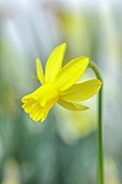 DAVID CARVER, BUCKLAND COTTAGE GARDENS: YELLOW, PALE YELLOW FLOWERS, BLOOMS OF DAFFODILS, NARCISSUS FRESH BREEZE, BULBS, FEBRUARY