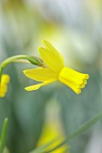 DAVID CARVER, BUCKLAND COTTAGE GARDENS: YELLOW, PALE YELLOW FLOWERS, BLOOMS OF DAFFODILS, NARCISSUS FRESH BREEZE, BULBS, FEBRUARY