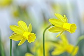 DAVID CARVER, BUCKLAND COTTAGE GARDENS: YELLOW, PALE YELLOW FLOWERS, BLOOMS OF DAFFODILS, NARCISSUS FRESH BREEZE, BULBS, FEBRUARY