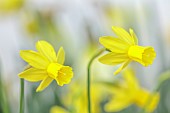 DAVID CARVER, BUCKLAND COTTAGE GARDENS: YELLOW, PALE YELLOW FLOWERS, BLOOMS OF DAFFODILS, NARCISSUS FRESH BREEZE, BULBS, FEBRUARY