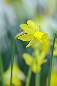 DAVID CARVER, BUCKLAND COTTAGE GARDENS: YELLOW, PALE YELLOW FLOWERS, BLOOMS OF DAFFODILS, NARCISSUS FRESH BREEZE, BULBS, FEBRUARY
