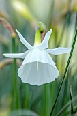 DAVID CARVER, BUCKLAND COTTAGE GARDENS: WHITE FLOWERS, BLOOMS OF DAFFODILS, NARCISSUS BULBOCODIUM GISELLE, BULBS, FEBRUARY
