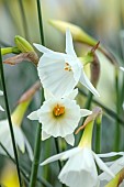 DAVID CARVER, BUCKLAND COTTAGE GARDENS: WHITE FLOWERS, BLOOMS OF DAFFODILS, NARCISSUS BULBOCODIUM GISELLE, BULBS, FEBRUARY