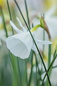 DAVID CARVER, BUCKLAND COTTAGE GARDENS: WHITE FLOWERS, BLOOMS OF DAFFODILS, NARCISSUS BULBOCODIUM GISELLE, BULBS, FEBRUARY