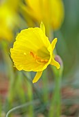 DAVID CARVER, BUCKLAND COTTAGE GARDENS: YELLOW FLOWERS, BLOOMS OF DAFFODILS, NARCISSUS BULBOCODIUM SUBSP. OBESUS LEE MARTIN, BULBS, FEBRUARY