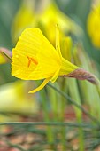 DAVID CARVER, BUCKLAND COTTAGE GARDENS: YELLOW FLOWERS, BLOOMS OF DAFFODILS, NARCISSUS BULBOCODIUM SUBSP. OBESUS LEE MARTIN, BULBS, FEBRUARY