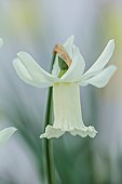 DAVID CARVER, BUCKLAND COTTAGE GARDENS: CREAM, WHITE FLOWERS, BLOOMS OF DAFFODILS, NARCISSUS SNIPELET, BULBS, FEBRUARY