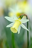 DAVID CARVER, BUCKLAND COTTAGE GARDENS: CREAM, YELLOW FLOWERS, BLOOMS OF DAFFODILS, NARCISSUS SNIPELET, BULBS, FEBRUARY