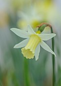 DAVID CARVER, BUCKLAND COTTAGE GARDENS: CREAM, WHITE, YELLOW FLOWERS, BLOOMS OF DAFFODILS, NARCISSUS SNIPELET, BULBS, FEBRUARY