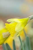 DAVID CARVER, BUCKLAND COTTAGE GARDENS: PALE YELLOW FLOWERS, BLOOMS OF DAFFODILS, NARCISSUS GYPSY VALE, BULBS, FEBRUARY