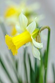 DAVID CARVER, BUCKLAND COTTAGE GARDENS: PALE YELLOW, CREAM FLOWERS, BLOOMS OF DAFFODILS, NARCISSUS PEACH TWIST, BULBS, FEBRUARY