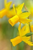 DAVID CARVER, BUCKLAND COTTAGE GARDENS: YELLOW FLOWERS, BLOOMS OF DAFFODILS, NARCISSUS LEMON BREEZE, BULBS, FEBRUARY