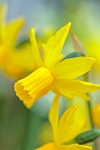 DAVID CARVER, BUCKLAND COTTAGE GARDENS: YELLOW FLOWERS, BLOOMS OF DAFFODILS, NARCISSUS LEMON BREEZE, BULBS, FEBRUARY