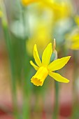 DAVID CARVER, BUCKLAND COTTAGE GARDENS: YELLOW FLOWERS, BLOOMS OF DAFFODILS, NARCISSUS LEMON BREEZE, BULBS, FEBRUARY