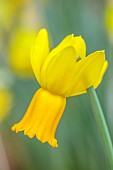 DAVID CARVER, BUCKLAND COTTAGE GARDENS: YELLOW FLOWERS, BLOOMS OF DAFFODILS, UN NAMED NARCISSUS WITH CHUNKY FLOWERS, BULBS, FEBRUARY