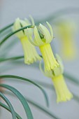 DAVID CARVER, BUCKLAND COTTAGE GARDENS: PALE YELLOW FLOWERS, BLOOMS OF DAFFODILS, NARCISSUS SWIFTLET, BULBS, FEBRUARY