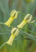 DAVID CARVER, BUCKLAND COTTAGE GARDENS: PALE YELLOW FLOWERS, BLOOMS OF DAFFODILS, NARCISSUS SWIFTLET, BULBS, FEBRUARY