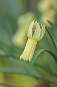 DAVID CARVER, BUCKLAND COTTAGE GARDENS: PALE YELLOW FLOWERS, BLOOMS OF DAFFODILS, NARCISSUS SWIFTLET, BULBS, FEBRUARY
