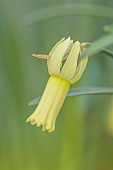 DAVID CARVER, BUCKLAND COTTAGE GARDENS: PALE YELLOW FLOWERS, BLOOMS OF DAFFODILS, NARCISSUS SWIFTLET, BULBS, FEBRUARY