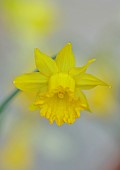 DAVID CARVER, BUCKLAND COTTAGE GARDENS: YELLOW FLOWERS, BLOOMS OF DAFFODILS, NARCISSUS TUBBY YELLOW, BULBS, FEBRUARY