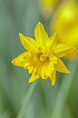DAVID CARVER, BUCKLAND COTTAGE GARDENS: YELLOW FLOWERS, BLOOMS OF DAFFODILS, NARCISSUS TUBBY YELLOW, BULBS, FEBRUARY