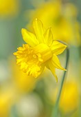 DAVID CARVER, BUCKLAND COTTAGE GARDENS: YELLOW FLOWERS, BLOOMS OF DAFFODILS, NARCISSUS TUBBY YELLOW, BULBS, FEBRUARY