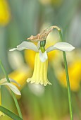 DAVID CARVER, BUCKLAND COTTAGE GARDENS: PALE YELLOW FLOWERS, BLOOMS OF DAFFODILS, NARCISSUS BALLET GIRL, BULBS, FEBRUARY