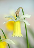 DAVID CARVER, BUCKLAND COTTAGE GARDENS: PALE YELLOW FLOWERS, BLOOMS OF DAFFODILS, NARCISSUS BALLET GIRL, BULBS, FEBRUARY
