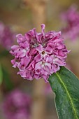 DAVID CARVER, BUCKLAND COTTAGE GARDENS: PINK FLOWERS OF DAPHNE BHOLUA VAR, GLACIALIS RUPIN LA, SHRUB, FRAGRANT, SECENTED, SCENT
