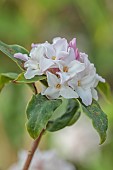 DAVID CARVER, BUCKLAND COTTAGE GARDENS: CREAM, WHITE, PINK FLOWERS OF DAPHNE BHOLUA, SHRUB, FRAGRANT, SECENTED, SCENT