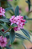 DAVID CARVER, BUCKLAND COTTAGE GARDENS: PINK FLOWERS OF DAPHNE COBHAY PURPLE CLOUDS, SHRUB, FRAGRANT, SECENTED, SCENT