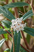 DAVID CARVER, BUCKLAND COTTAGE GARDENS: CREAM, WHITE FLOWERS OF DAPHNE BHOLUA COBHAY CORAL, SHRUB, FRAGRANT, SECENTED, SCENT
