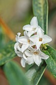 DAVID CARVER, BUCKLAND COTTAGE GARDENS: CREAM, WHITE FLOWERS OF DAPHNEBHOLUA COBHAY CORAL, SHRUB, FRAGRANT, SECENTED, SCENT