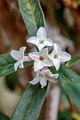 DAVID CARVER, BUCKLAND COTTAGE GARDENS: CREAM, WHITE FLOWERS OF DAPHNE BHOLUA COBHAY CORAL, SHRUB, FRAGRANT, SECENTED, SCENT
