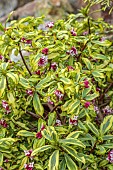 DAVID CARVER, BUCKLAND COTTAGE GARDENS: VARIEGATED FOLIAGE, LEAVES AND FLOWERS OF DAPHNE ODORA GEISHA GIRL, SCENT, SCENTED, FRAGRANT, FEBRUARY