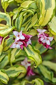 DAVID CARVER, BUCKLAND COTTAGE GARDENS: VARIEGATED FOLIAGE, LEAVES AND FLOWERS OF DAPHNE ODORA GEISHA GIRL, SCENT, SCENTED, FRAGRANT, FEBRUARY