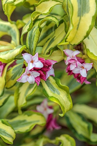 DAVID_CARVER_BUCKLAND_COTTAGE_GARDENS_VARIEGATED_FOLIAGE_LEAVES_AND_FLOWERS_OF_DAPHNE_ODORA_GEISHA_G