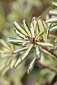 DAVID CARVER, BUCKLAND COTTAGE GARDENS: VARIEGATED FOLIAGE, LEAVES AND OF DAPHNE X BURKWOODII BRIGGS MOONLIGHT, SCENT, SCENTED, FRAGRANT, FEBRUARY