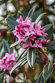 DAVID CARVER, BUCKLAND COTTAGE GARDENS: PINK FLOWERS OF DAPHNE COBHAY PURPLE CLOUDS, SHRUB, FRAGRANT, SECENTED, SCENT