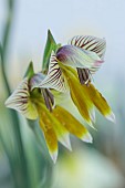 DAVID CARVER, BUCKLAND COTTAGE GARDENS: FEBRUARY, FLOWERS, BLOOMS OF GLADIOLUS WATERMEYERI, BULBS