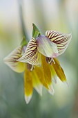 DAVID CARVER, BUCKLAND COTTAGE GARDENS: FEBRUARY, FLOWERS, BLOOMS OF GLADIOLUS WATERMEYERI, BULBS