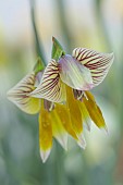 DAVID CARVER, BUCKLAND COTTAGE GARDENS: FEBRUARY, FLOWERS, BLOOMS OF GLADIOLUS WATERMEYERI, BULBS