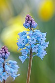 DAVID CARVER, BUCKLAND COTTAGE GARDENS: FEBRUARY, BULBS, BLUE FLOWERS, BLOOMS OF HYACINTHELLA DALMATICA
