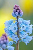 DAVID CARVER, BUCKLAND COTTAGE GARDENS: FEBRUARY, BULBS, BLUE FLOWERS, BLOOMS OF HYACINTHELLA DALMATICA
