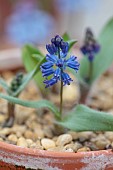 DAVID CARVER, BUCKLAND COTTAGE GARDENS: FEBRUARY, BULBS, BLUE FLOWERS, BLOOMS OF HYACINTHELLA HISPIDA, ALPINES